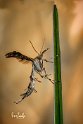 Platyptilia-carduidactyla-Falena-pennacchio