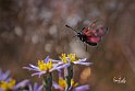 zygaena-filipendulae volo