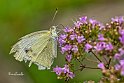 Cavolaia-Pieris-brassicae