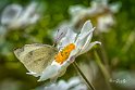 Cavolaia-su-Anemone-hupehensis