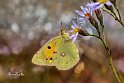 Colias-croceus