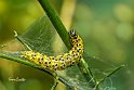 Sitochroa-palealis(Crambidae)-Falena