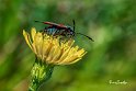 Zygaena-filipendulae