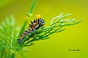 BrucoPapilio-machaon