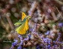 Colias-croceus-su-Limonium-serotinum