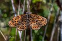 Melitaea-didyma-frontale