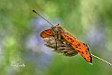 Melitaea-didyma-laterale