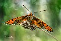 Melitaea-didyma-ritratto-2