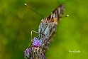 Vanessa-cardui-ritratto