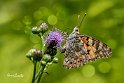 Vanessa-cardui