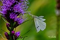 Cavolaia maggiore (Pieris brassicae)su-Liatride