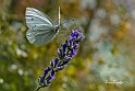 Cavolaia-Pieris-napi--su-lavanda