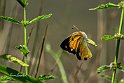 Colias-croceus--volo