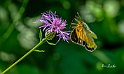 Colias-croceus-su-Fiordaliso