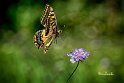 Macaone-approccio-su-Scabiosa-columbaria