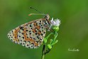 Melitaea-didyma-su-Cespica-annua