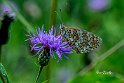 Melitaea-phoebe-su-Fiordaliso-