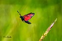 Zygaena-filipendulae-volo