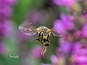 Anthidium-florentinum-frontale