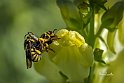 Anthidium-su-Antirrhinum