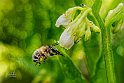 Anthophora-in-volo-su-Symphytum-officinale