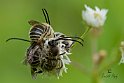 Anthophora