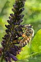 Ape-su-Amorpha-fruticosa-