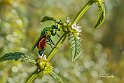 Chrysididae-Stilbum-cyanurum-Vespa-dorata-su-Lamium-album