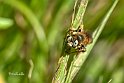 Epeoloides coecutiens-frontale