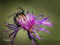 Halictus-scabiosae