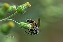 Lasioglossum-nigripes