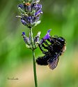 Xylocopa violacea