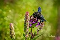 Xylocopa-violacea-Ape-legnaiola