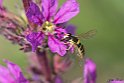 Episyrphus balteatus