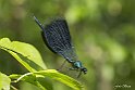 Calopteryx splendes maschio