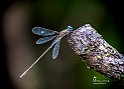 Chalcolestes parvidens verdina orientale