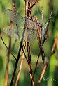 Crocothemis erythraea 1 - Copia