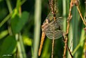 Crocothemis erythraea 3