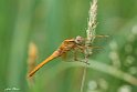 Crocothemis erythraea Maschio (2)