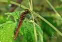 Crocothemis erythraea maschio1