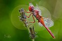 Crocothemis erythraea