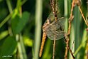 Crocothemis-erythraea-3