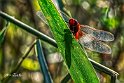 Crocothemis-erythraea-ombra