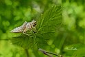 Esoscheletro-libellula