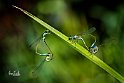 Ischnura-elegans-accoppiamento-doppio