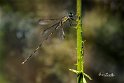 Lestes-barbarus