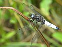 Libellula fulva femmina