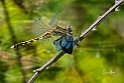 Orthetrum albistylum femmina