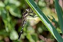 Orthetrum albistylum