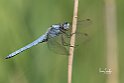 Orthetrum brunneum2